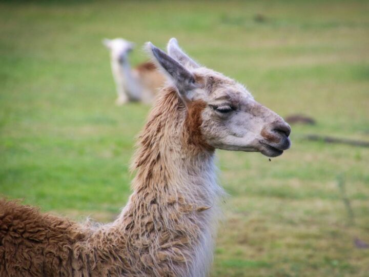 Llama eterna
